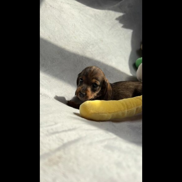 Dachshund (Standard &amp; Miniature) - Both