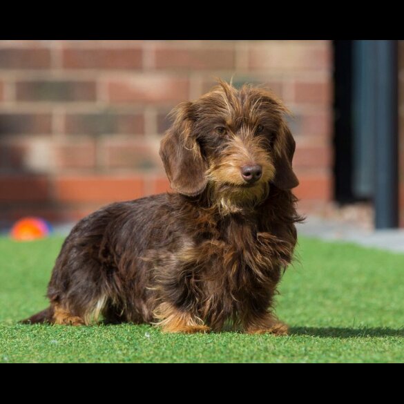 Dachshund (Standard &amp; Miniature) - Both