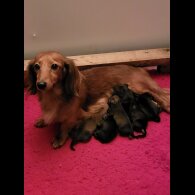 Dachshund (Standard &amp; Miniature) - Both