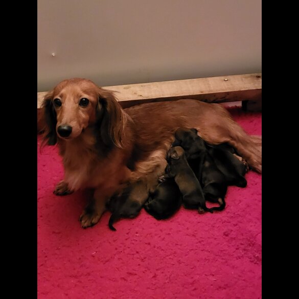 Dachshund (Standard &amp; Miniature) - Both