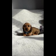 Dachshund (Standard &amp; Miniature) - Both