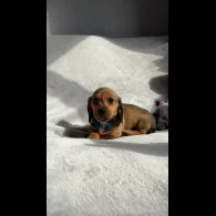 Dachshund (Standard &amp; Miniature) - Both