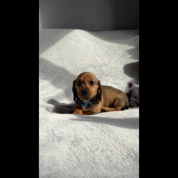 Dachshund (Standard &amp; Miniature) - Both
