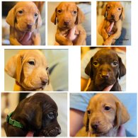 Hungarian Vizsla - Both