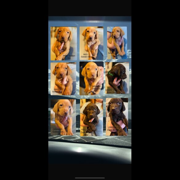 Hungarian Vizsla - Both