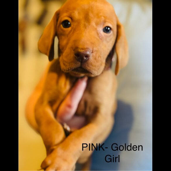 Hungarian Vizsla - Both