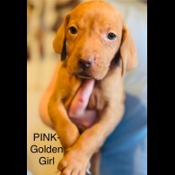Hungarian Vizsla - Both