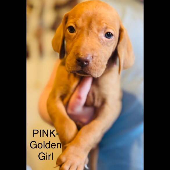 Hungarian Vizsla - Both