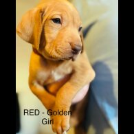 Hungarian Vizsla - Both