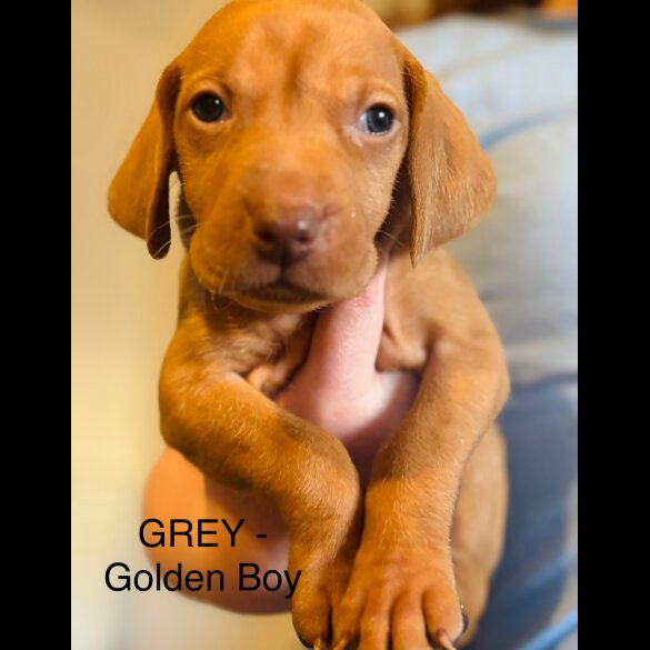 Hungarian Vizsla - Both
