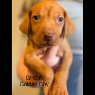 Hungarian Vizsla - Both
