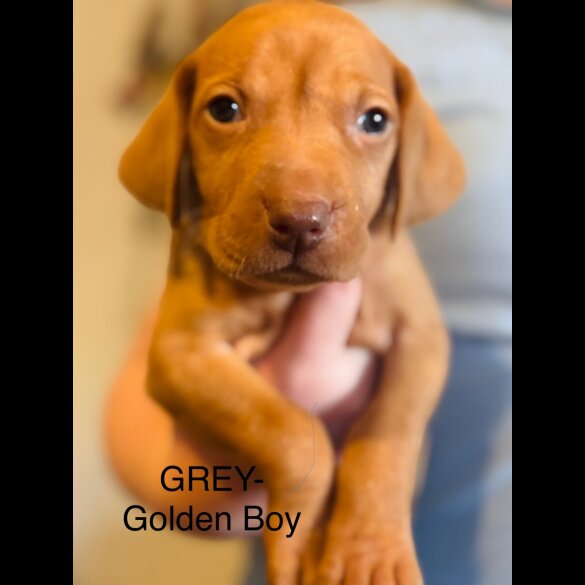 Hungarian Vizsla - Both