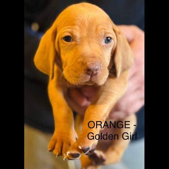 Hungarian Vizsla - Both
