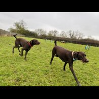 Hungarian Vizsla - Both