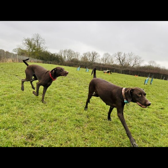 Hungarian Vizsla - Both