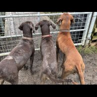 Hungarian Vizsla - Both