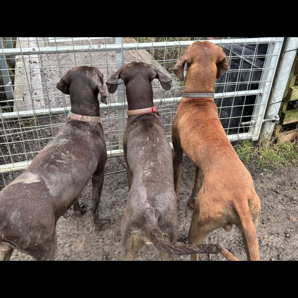 Hungarian Vizsla - Both