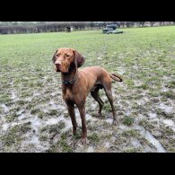 Hungarian Vizsla - Both