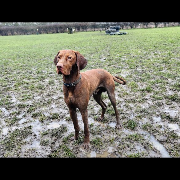 Hungarian Vizsla - Both