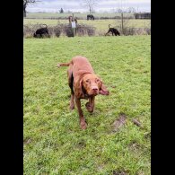 Hungarian Vizsla - Both