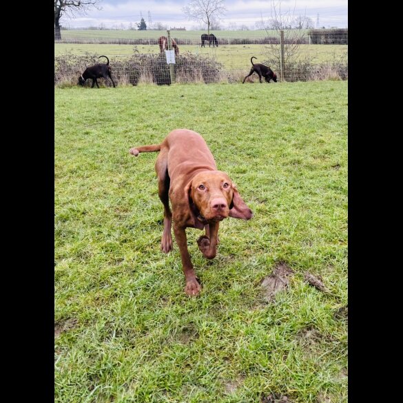 Hungarian Vizsla - Both