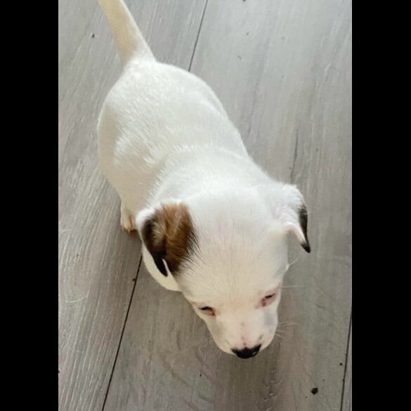Jack Russell - Dogs