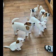Jack Russell - Dogs