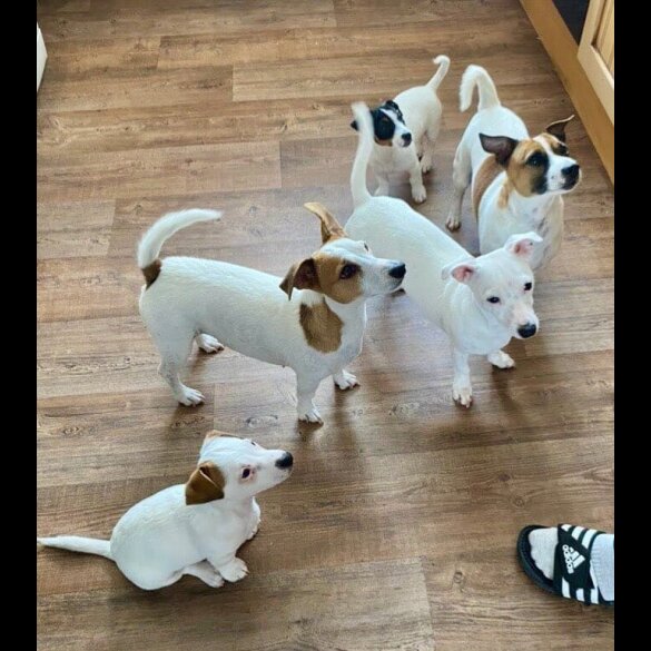 Jack Russell - Dogs