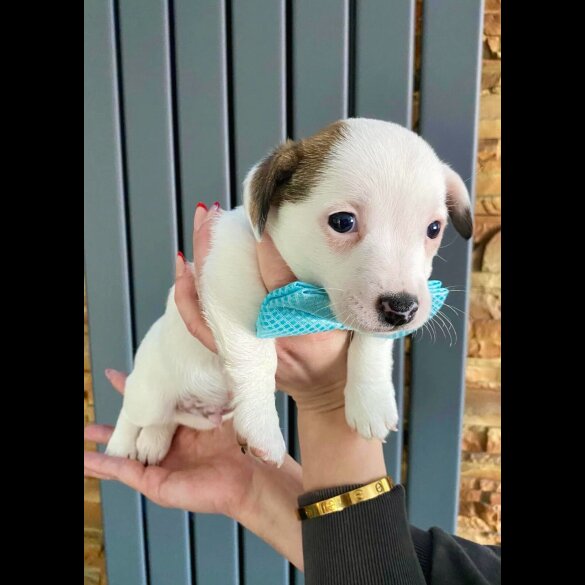 Jack Russell - Dogs