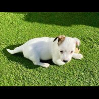 Jack Russell - Dogs