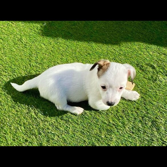 Jack Russell - Dogs