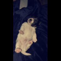 Jack Russell - Dogs