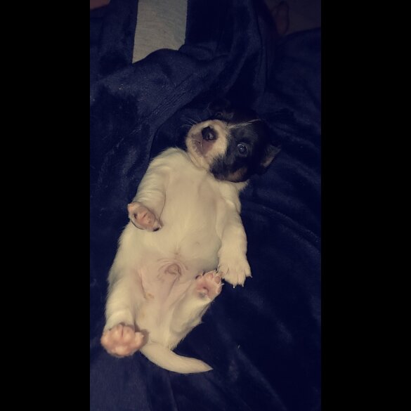 Jack Russell - Dogs