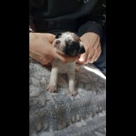 Jack Russell - Dogs