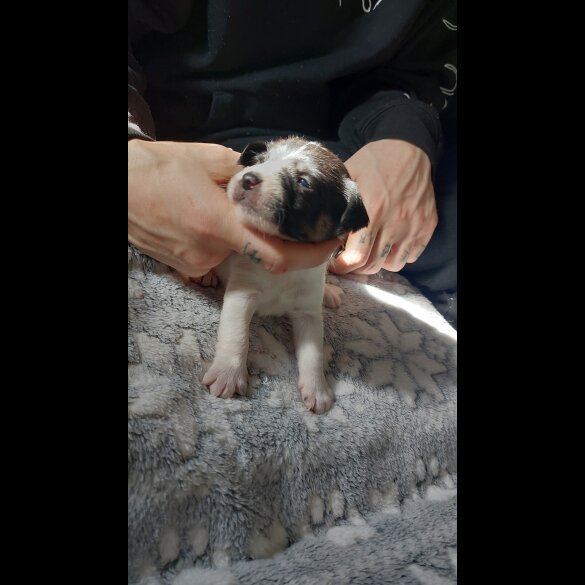 Jack Russell - Dogs