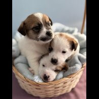 Jack Russell - Both