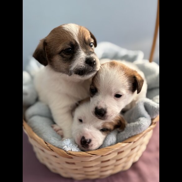 Jack Russell - Both