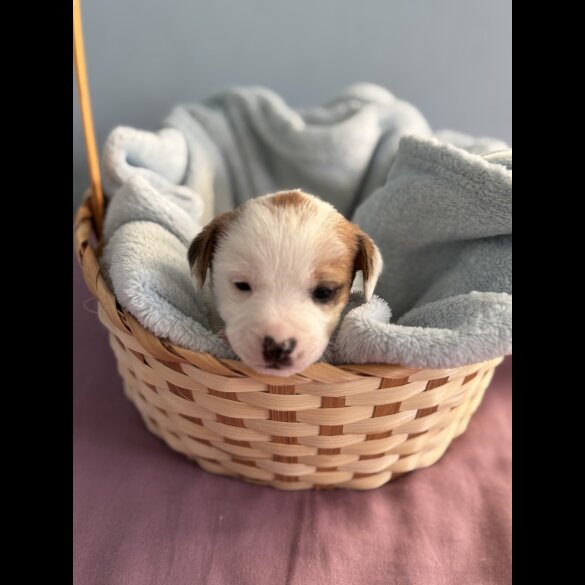 Jack Russell - Both
