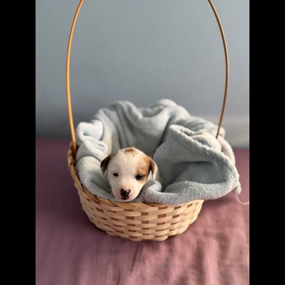 Jack Russell - Both