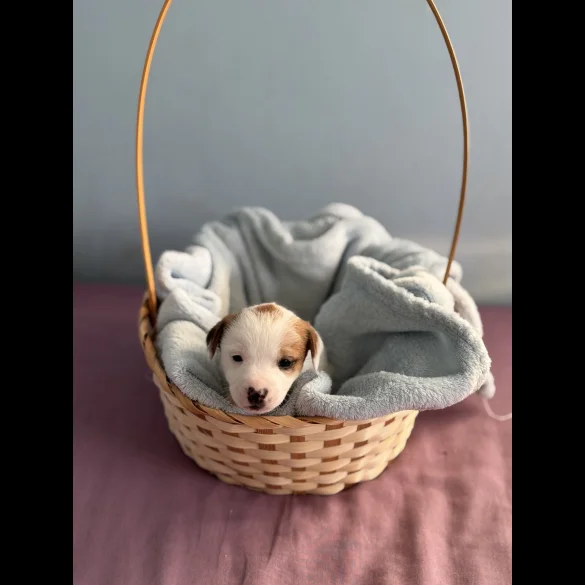 Jack Russell - Both