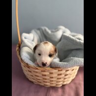 Jack Russell - Both