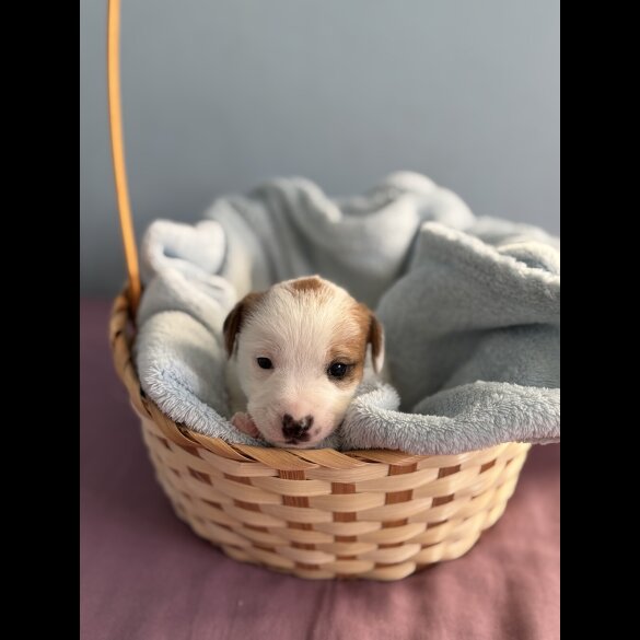 Jack Russell - Both
