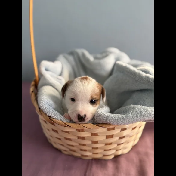 Jack Russell - Both