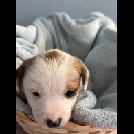 Jack Russell - Both