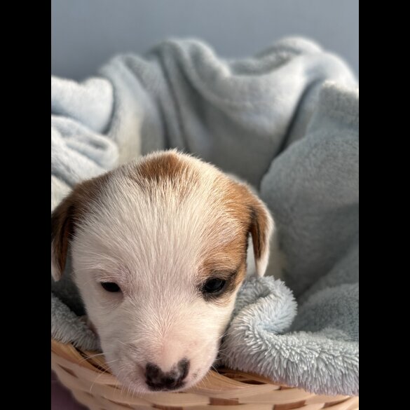 Jack Russell - Both