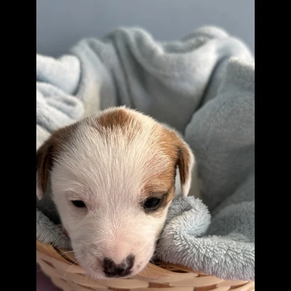 Jack Russell - Both