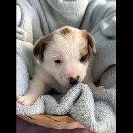 Jack Russell - Both