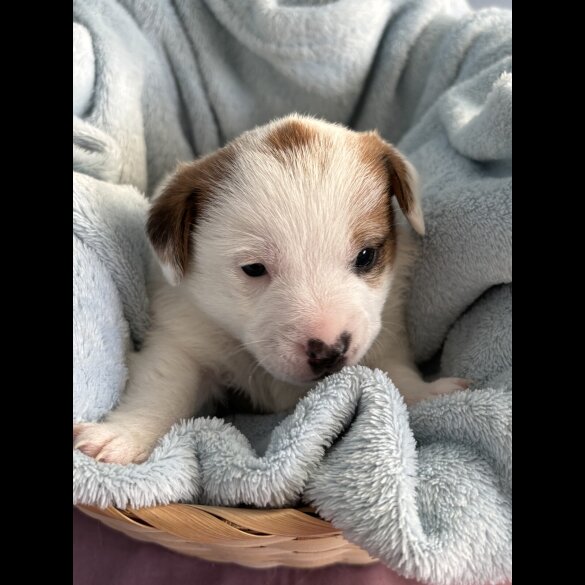 Jack Russell - Both