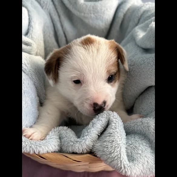 Jack Russell - Both