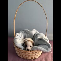 Jack Russell - Both